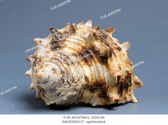 Lajonkaire's Turban shell (Turbo lajonkairii), Trochoidea.  Private Collection