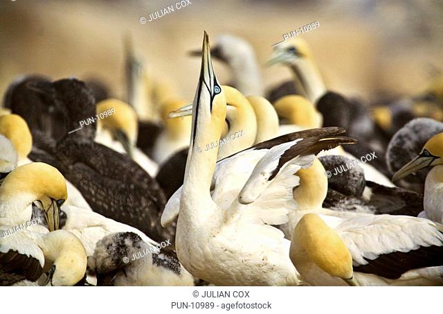 Cape gannet colony Morus capensis, Lambert's Bay, South Africa