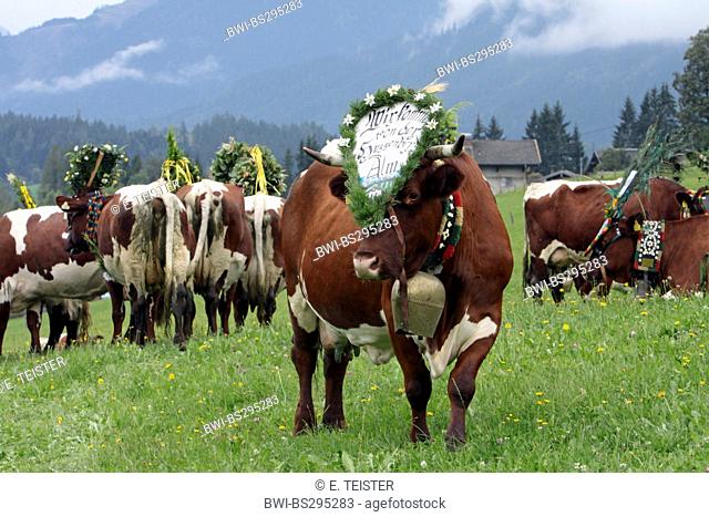 domestic cattle (Bos primigenius f. taurus), decorated cows for Almabtrieb, Austria, Salzburg, Biberg, Saalfelden