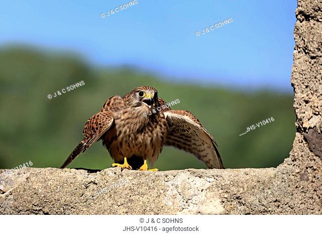 European Kestrel, Common Krestel, (Falco tinnunculus), adult on rock calling spreads wings, Pelm, Kasselburg, Eifel, Germany, Europe