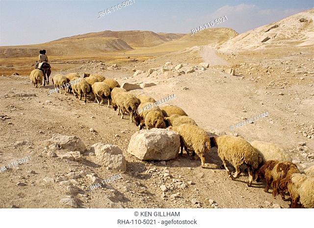 Sheep walking in line across stony landscape following two boys riding a donkey, Pella, Jordan, Middle East
