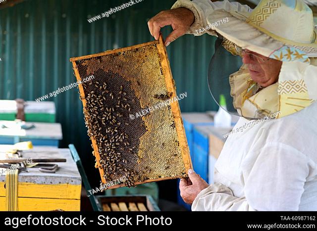 RUSSIA, KHERSON REGION - AUGUST 10, 2023: A beekeeper looks at a hive frame while extracting honey from beehives on a trailer in Askania-Nova in summer