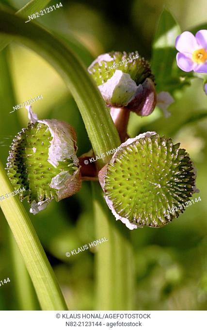 Seed vessels of Common Arrowhead (Sagittaria sagittifolia) flower. This plant growing in a same habitat than Forget-me-not (Myosotis sylvatica) flower - Region...