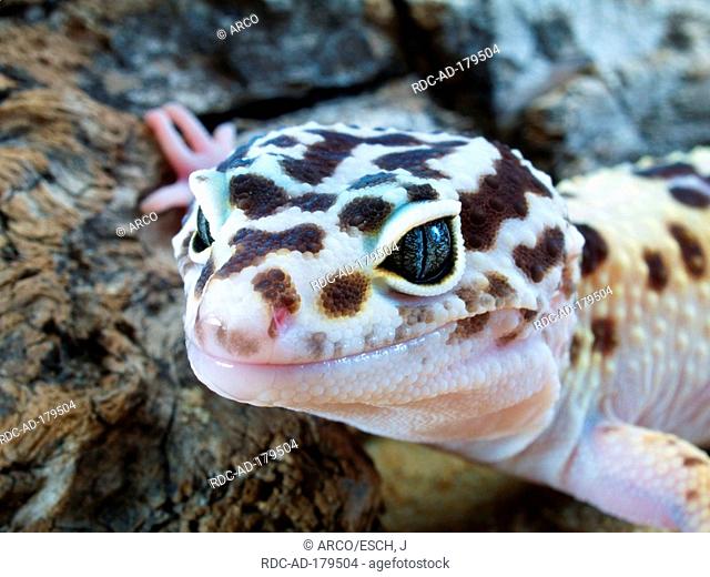 Leopard Gecko, Eublepharis macularis