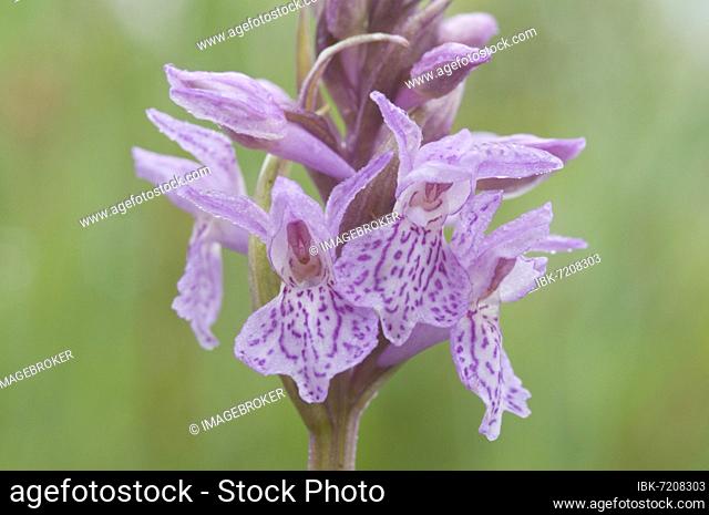 Moorland spotted orchid (Dactylorhiza maculata), Emsland, Lower Saxony, Germany, Europe