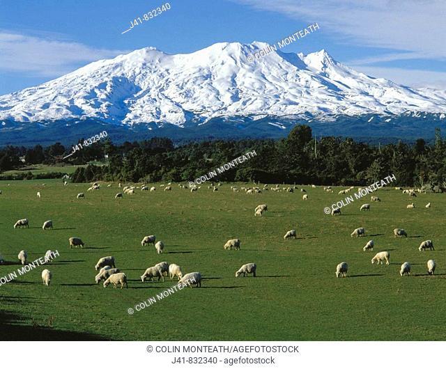 Sheep grazing near Ohakune with view towards Mt Ruapehu New Zealand