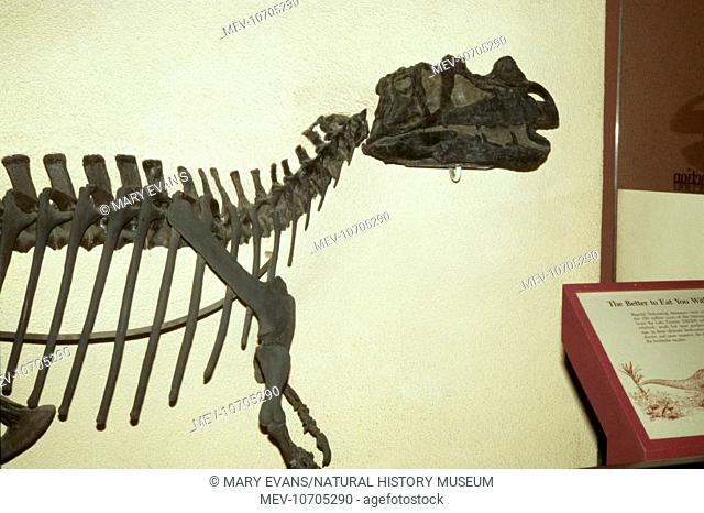 Anterior skeleton of the bipedal carnivorous dinosaur, Ceretosaurus, mounted for display at the US National Museum of Natural History, Washington DC