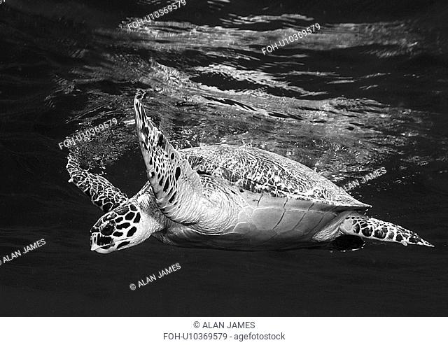 Hawksbill Turtle Eretmochelys imbricata. Marsa Alarm, Egypt, Red Sea