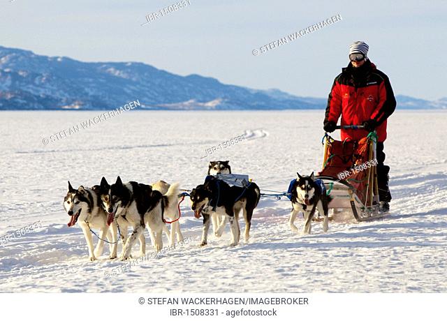 Man, musher running, driving a dog sled, team of sled dogs, Alaskan Huskies, frozen Lake Laberge, Yukon Territory, Canada
