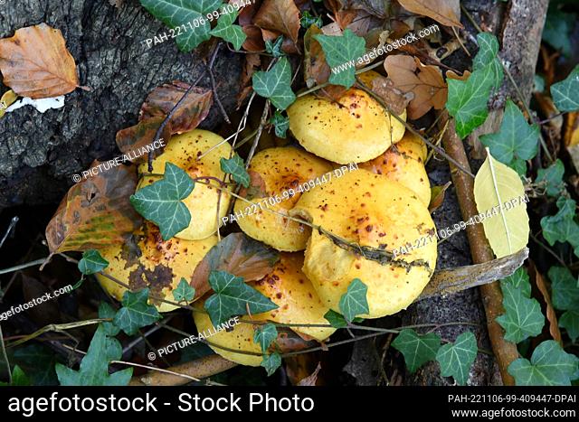 22 October 2022, Mecklenburg-Western Pomerania, Nienhagen: Yellow spotted mushrooms grow in the ""ghost forest"" on a lying tree trunk between ivy