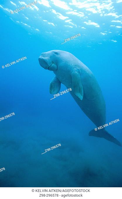 Dugong (Dugong dugon) ascending to the surface. Tropical Indo Pacific from the Red Sea to Vanuatu