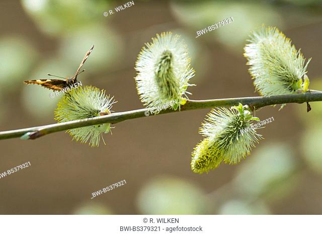 willow, osier (Salix spec.), small tortoiseshell sitting on catkin, Germany, North Rhine-Westphalia