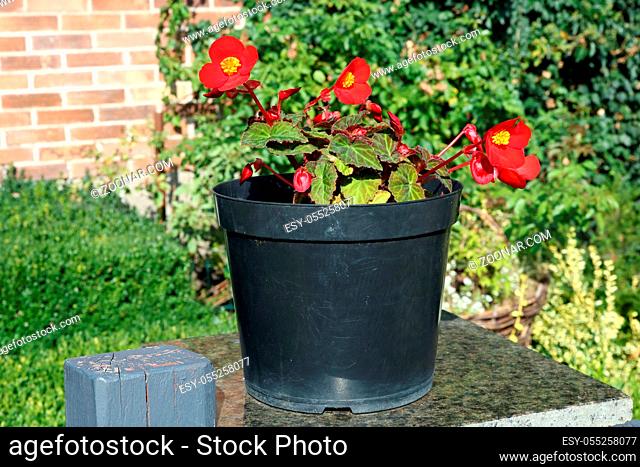 Red flowers in black plactic pot  grow near rural house. Sunny day closeup
