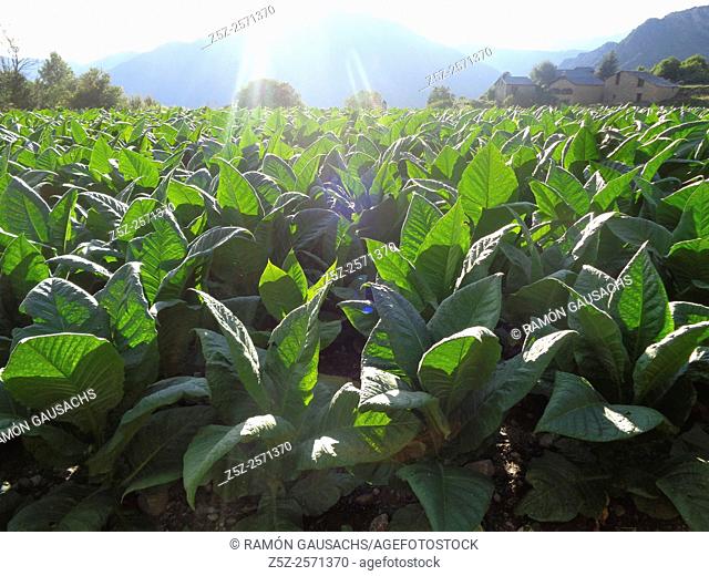 Tobacco plant, (Nicotiana tabacum) Andorra