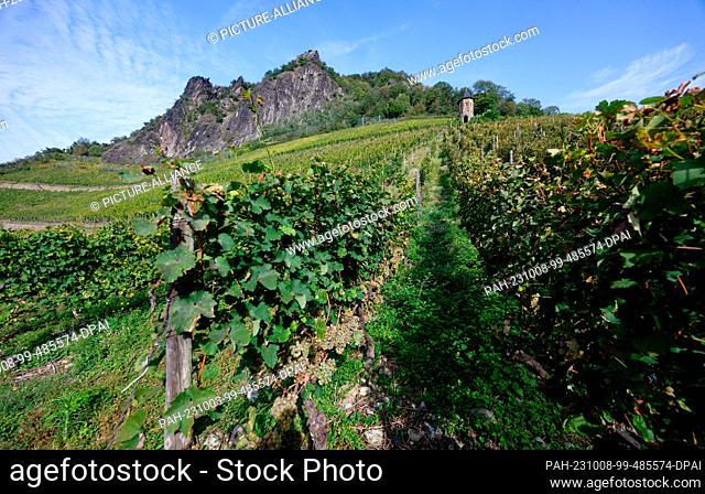 08 October 2023, North Rhine-Westphalia, Röhndorf: The leaves on the vineyards of Röhndorf are already turning slightly yellow
