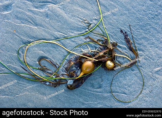 Bull kelp on the sand at Chesterman Beach, near Tofino, Vancouver Island, British Columbia, Canada in the late evening