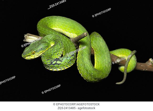 Large scaled pit viper, Trimeresurus macrolepis, Viperidae, Eravikulam National Park, Kerala. India