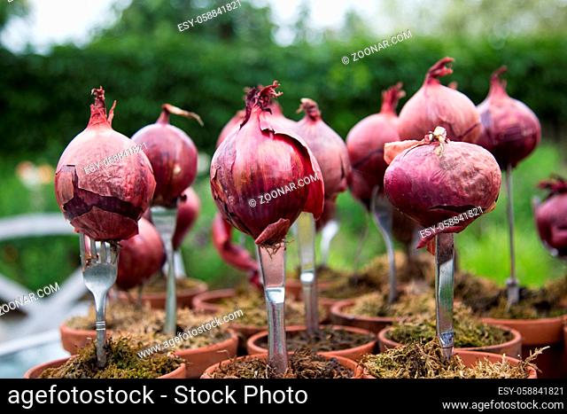 Garden ornament with forks and fresh onions