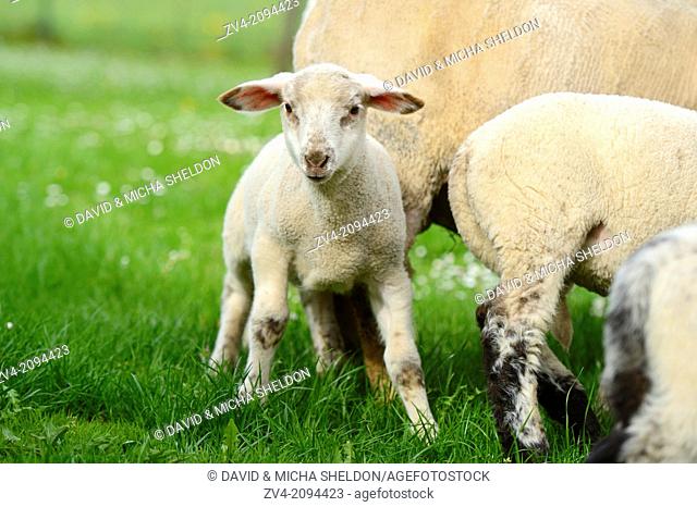 Sheep (Ovis aries) lambs on a meadow in spring