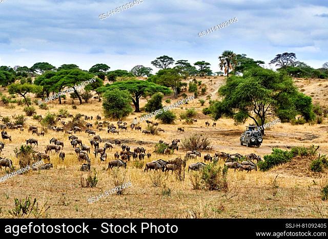 Blue wildebeest (Connochaetes taurinus). Herd and car in Tarangire National Park, Tanzania, Africa