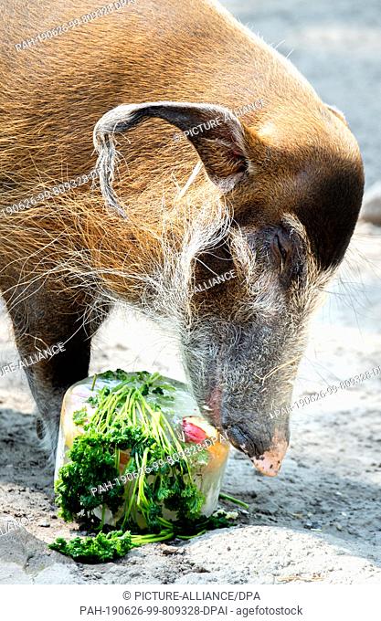 26 June 2019, Lower Saxony, Hanover: A brush ear pig licks an ice-cream cake in an enclosure at Hannover Zoo. Photo: Hauke-Christian Dittrich/dpa