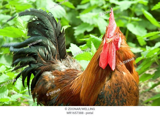 Cock on farm