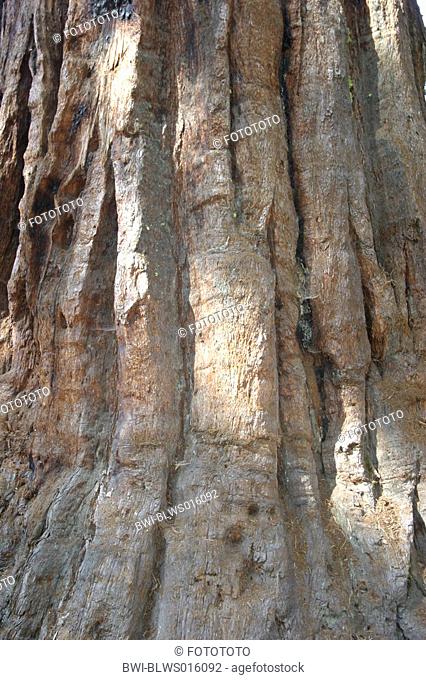 giant sequoia, giant redwood Sequoiadendron giganteum, USA, California