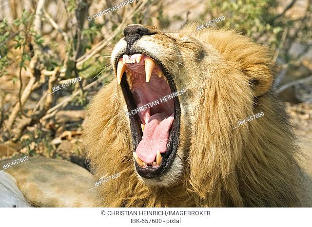 Yawning lion male (Panthera leo), Savuti, Chobe national park, Botswana, Africa