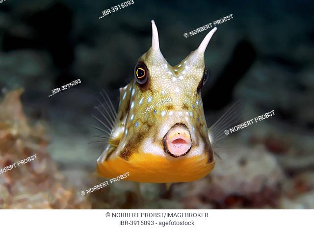 Thornback Cowfish or Shorthorn Cowfish (Lactoria penthacantha), juvenile fish, Great Barrier Reef, UNESCO World Natural Heritage Site, Pacific Ocean, Queensland