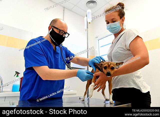 Veterinary at work with protective mask in the veterinary clinic , Rome, ITALY-20-05-2020
