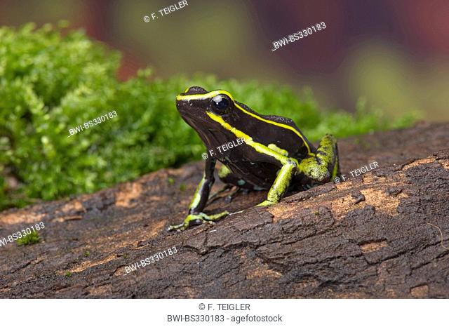 Three-striped poison dart frog (Ameerega trivittata), on bark