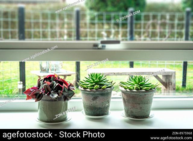 Plants in rustic pots in a window