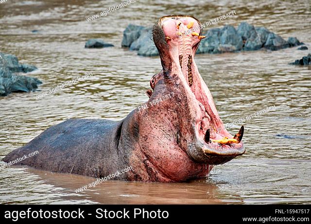 Hippo, Hippopotamus amphibius, Hippo Pool, Serengeti National Park, Tanzania, East Africa, Africa