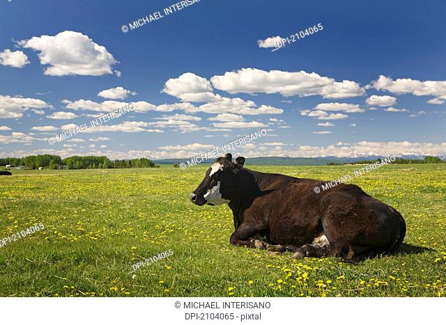 Cow sitting in field of grass and dandelions with clouds and blue sky west of calgary, alberta canada