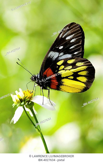 Redbase Jezebel butterfly (Delias pasithoe curasena)