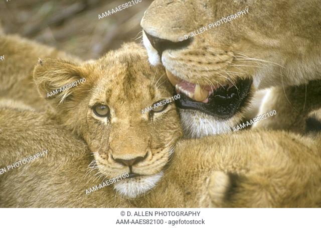 African Lioness with Young (Panthera leo), Sabi Sand, South Africa