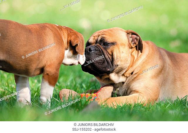 Continental Bulldog with puppy on meadow restrictions: magazines till 09/09