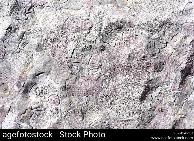 Verrucaria marmorea (pink) and Verrucaria parmigera (white) are two endolithic species of lichens that grows on calcareous rocks