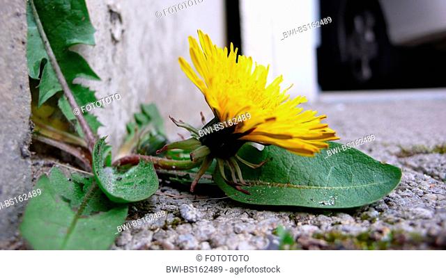 common dandelion (Taraxacum officinale), blooming plant between paving stones