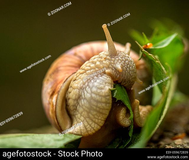 Roman snail aka Burgundy snail, edible snail, or escargot - Helix pomatia - eating a green dandelion leaf