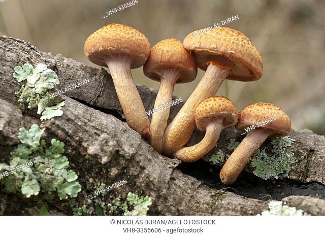 mushrooms on trunk, Extremadura, Spain