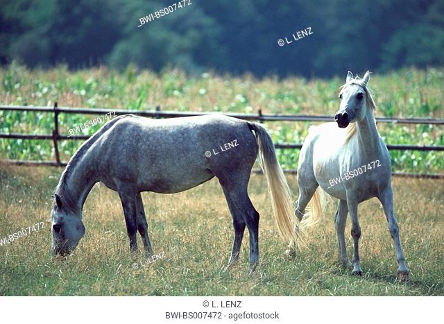 pure-bred Arab horse (Equus przewalskii f. caballus), mares on pasture