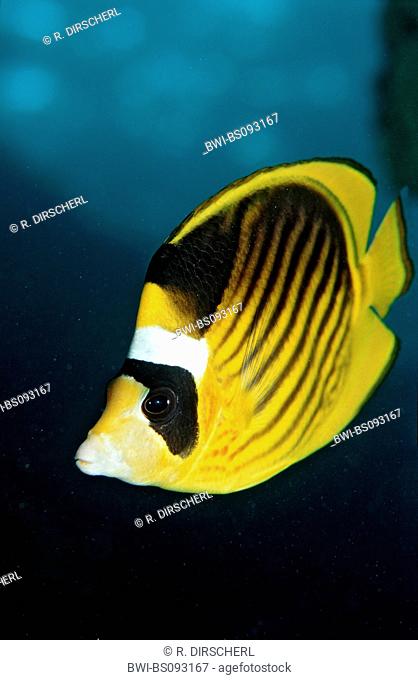 Red Sea raccoon butterflyfish, diagonal butterflyfish, Racoon Butterflyfish (Chaetodon fasciatus), Sudan, Red Sea