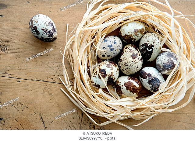 A nest of quails eggs with one alone
