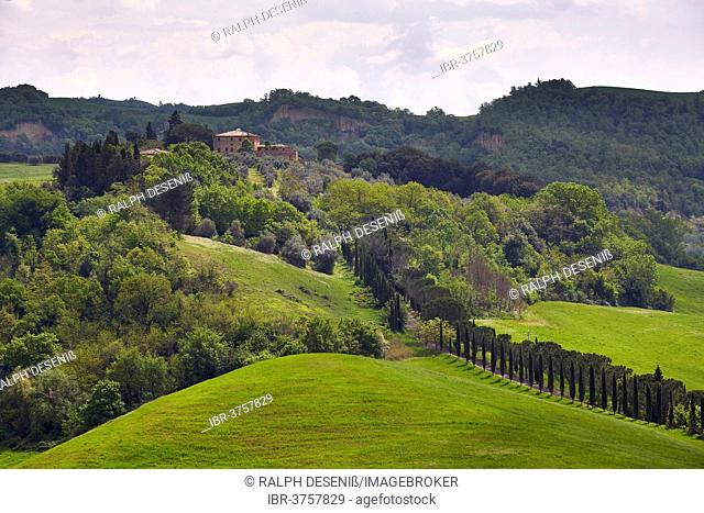 Hilly landscape of the Crete Senesi region, Moccia, Chiusure, Province of Siena, Tuscany, Italy