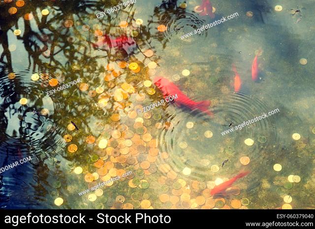small red fishes in Japanese pond full of different coins on the bottom