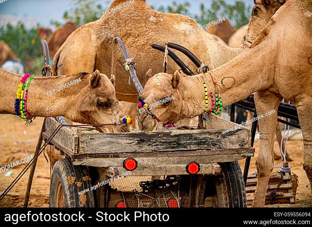 Camels at the Pushkar Fair, also called the Pushkar Camel Fair or locally as Kartik Mela is an annual multi-day livestock fair and cultural held in the town of...