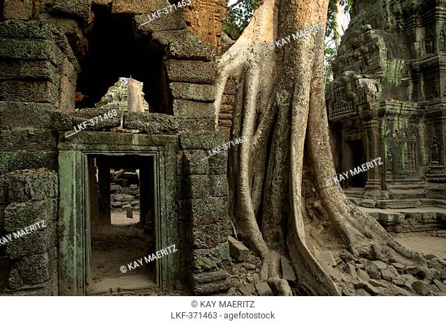 Mighty kapok tree at Ta Prohm, Preah Khan, Angkor, Cambodia, Asia