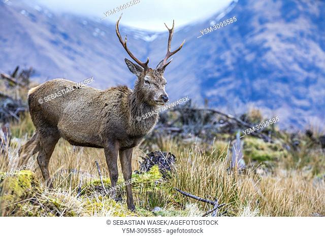Red deer in Glen Etive, Argyll, Highlands, Scotland, United Kingdom, Europe