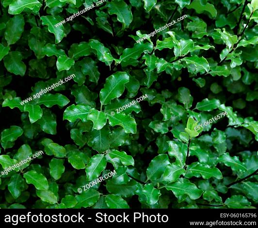 Full frame image of fresh green pittosporum bush foliage on stems. High quality photo